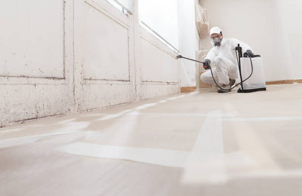 Black mold remediation team in West Milton
